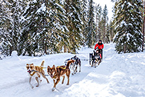 Excursion d'une journée avec des huskys