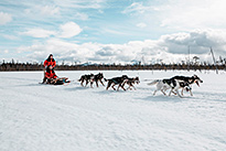 Excursion d'une journée avec des huskys