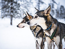 Transfert vers une ferme voisine où les huskys vous accueilleront en aboyant