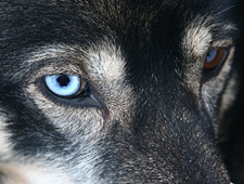 Dans la matinée vous serez emmenés vers une ferme d'huskys