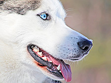 Vous y ferez la connaissance de l'éleveur et de son équipage de huskys