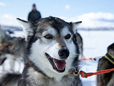 Vous faites connaissance avec les huskys et les traîneaux seront préparés.