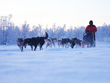 Harriniva - Discover the Wilderness - 8 jours