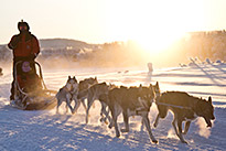 Excursion - Safari en traineau avec les huskys