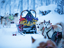 Partez pour un long safari avec les huskys de 15 km