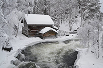 Randonnée en raquettes active dans le Parc National Oulanka