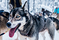 Excursion facultative - Safari avec des huskys