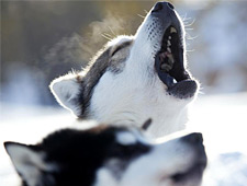 Vous êtes emmenez vers une ferme de huskys