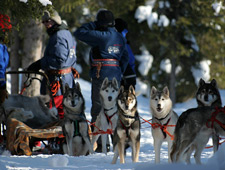 Un safari avec des huskies autour des forêts et collines aux alentours d'Iso Syöte