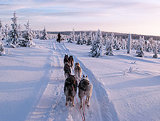 Chaque attelage de huskies est composé de 4 ou 6 chiens