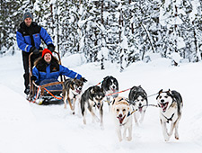 Chaque traîneau est tiré par 6 huskies