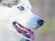 Vous êtes amené vers une ferme locale et vous participez à un safari avec les huskies