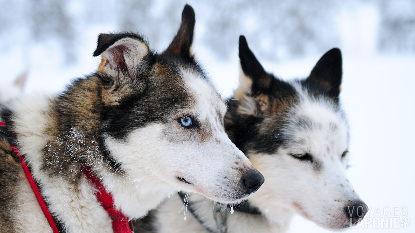 À la ferme des huskys, faites connaissance avec ces chiens débordants d’énergie qui vous réservent un accueil des plus chaleureux