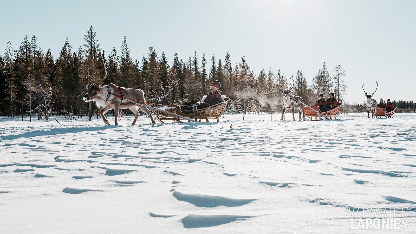 Lors de votre visite, vous ferez également un tour en traîneau tiré par un renne