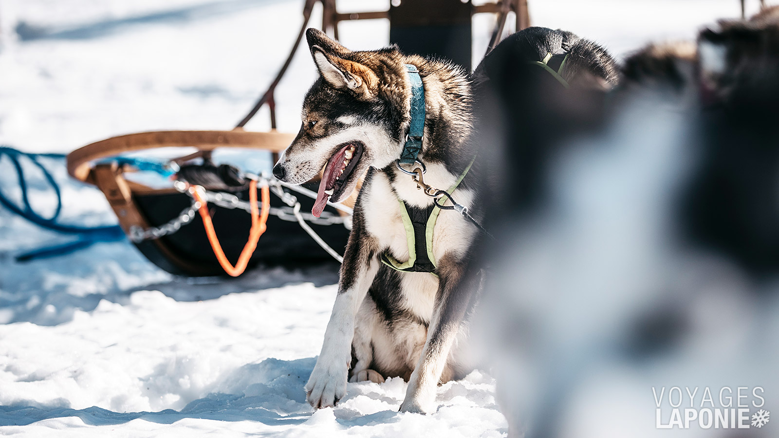 Un safari en traîneau à huskys est la façon idéale de découvrir la culture lapone et le paysage féerique