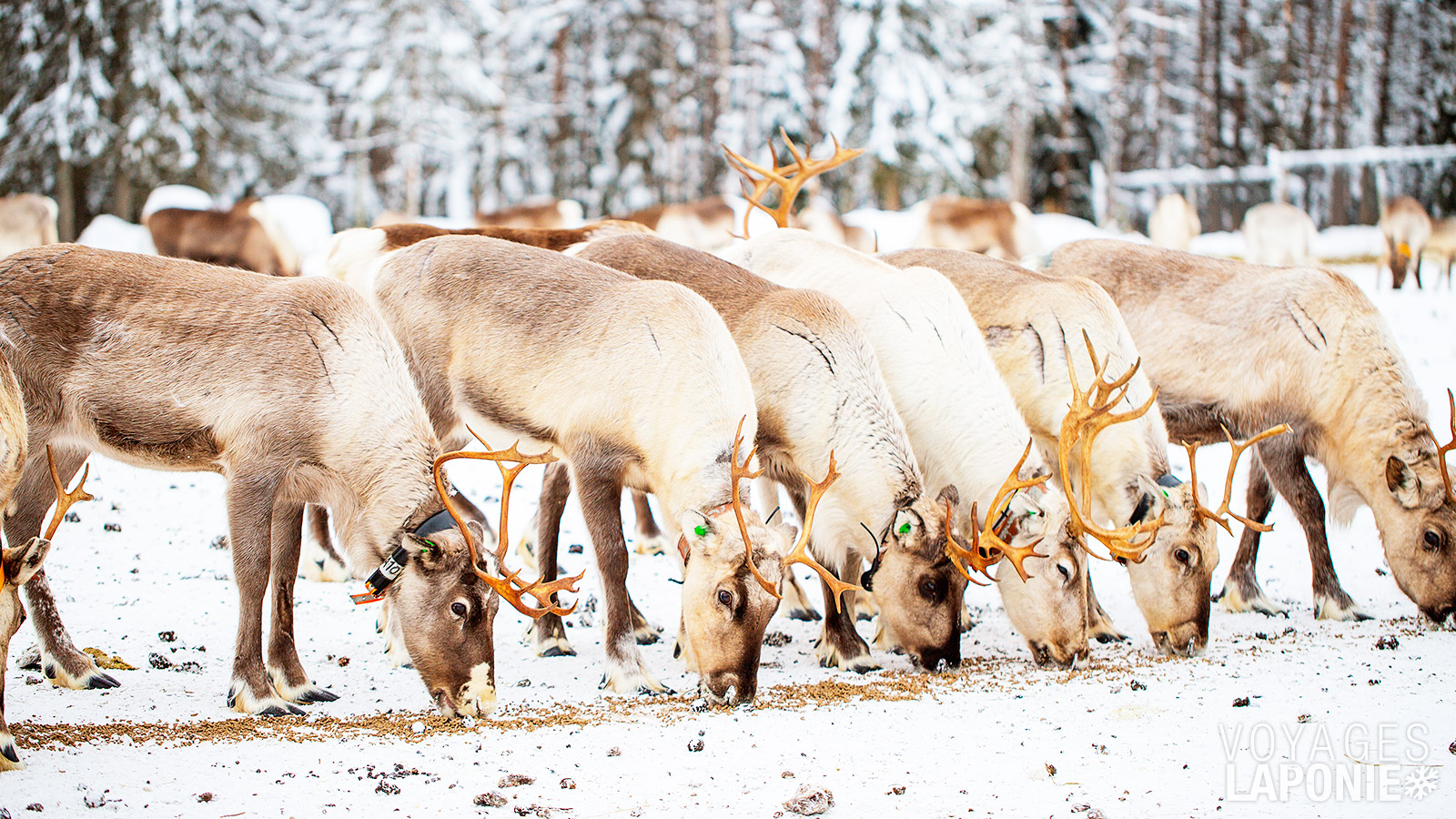À la ferme de rennes, écoutez les récits des Sámi et découvrez le lien ancestral entre l’homme et l’animal