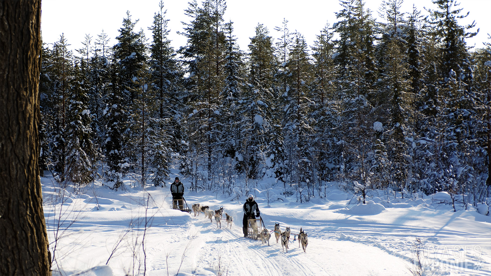 Une excursion en husky allie aventure, nature et tradition, et constitue une expérience incontournable