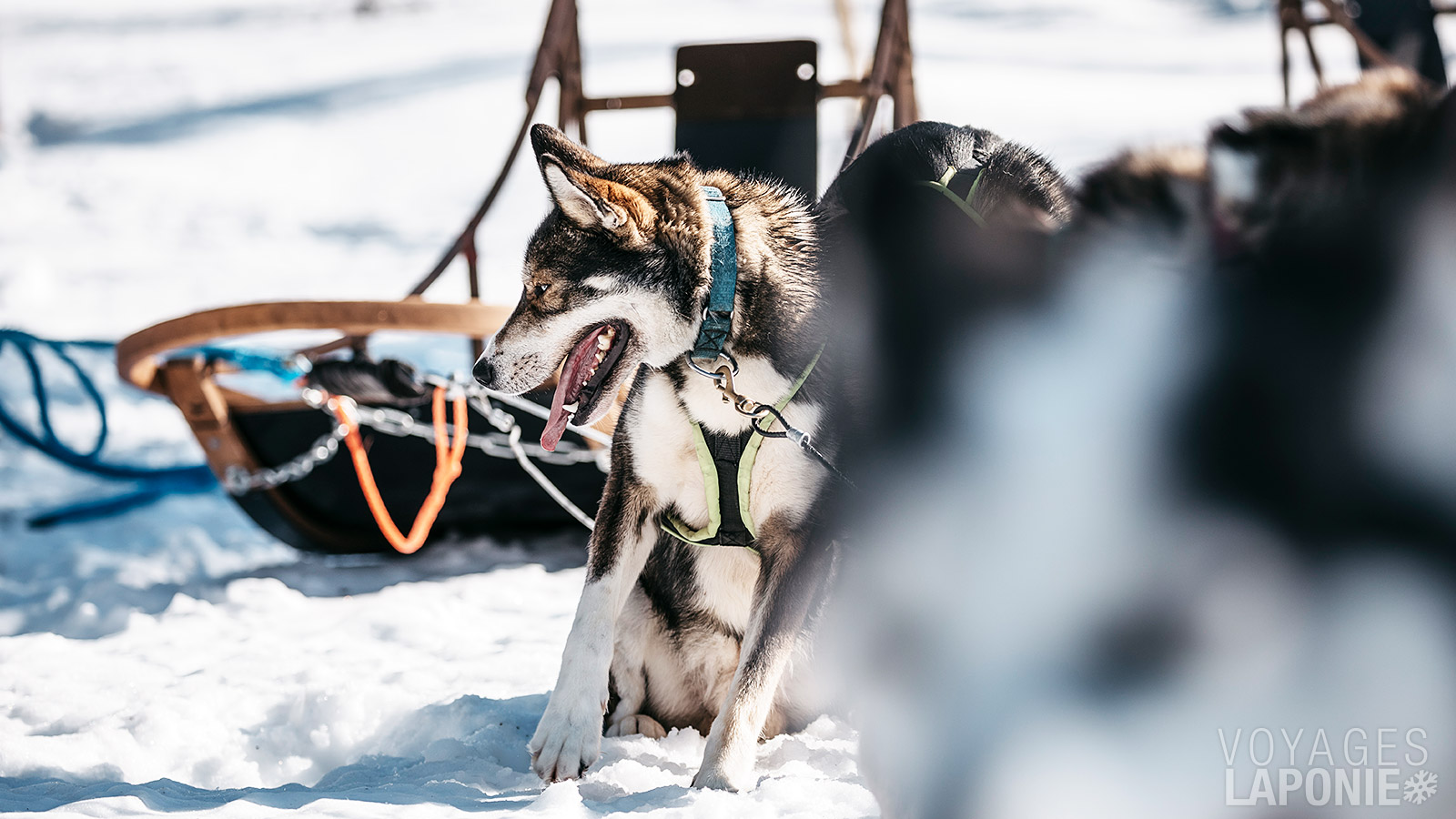 Après un transfert vers la ferme de huskys, vous êtes accueilli chaleureusement par les chiens qui hurlent d’enthousiasme