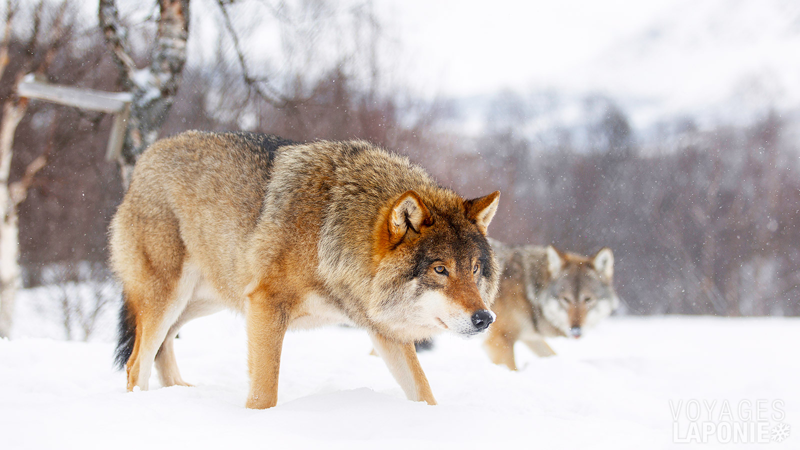 Ainsi, vous pouvez admirer le loup au Parc Ranua Wildlife