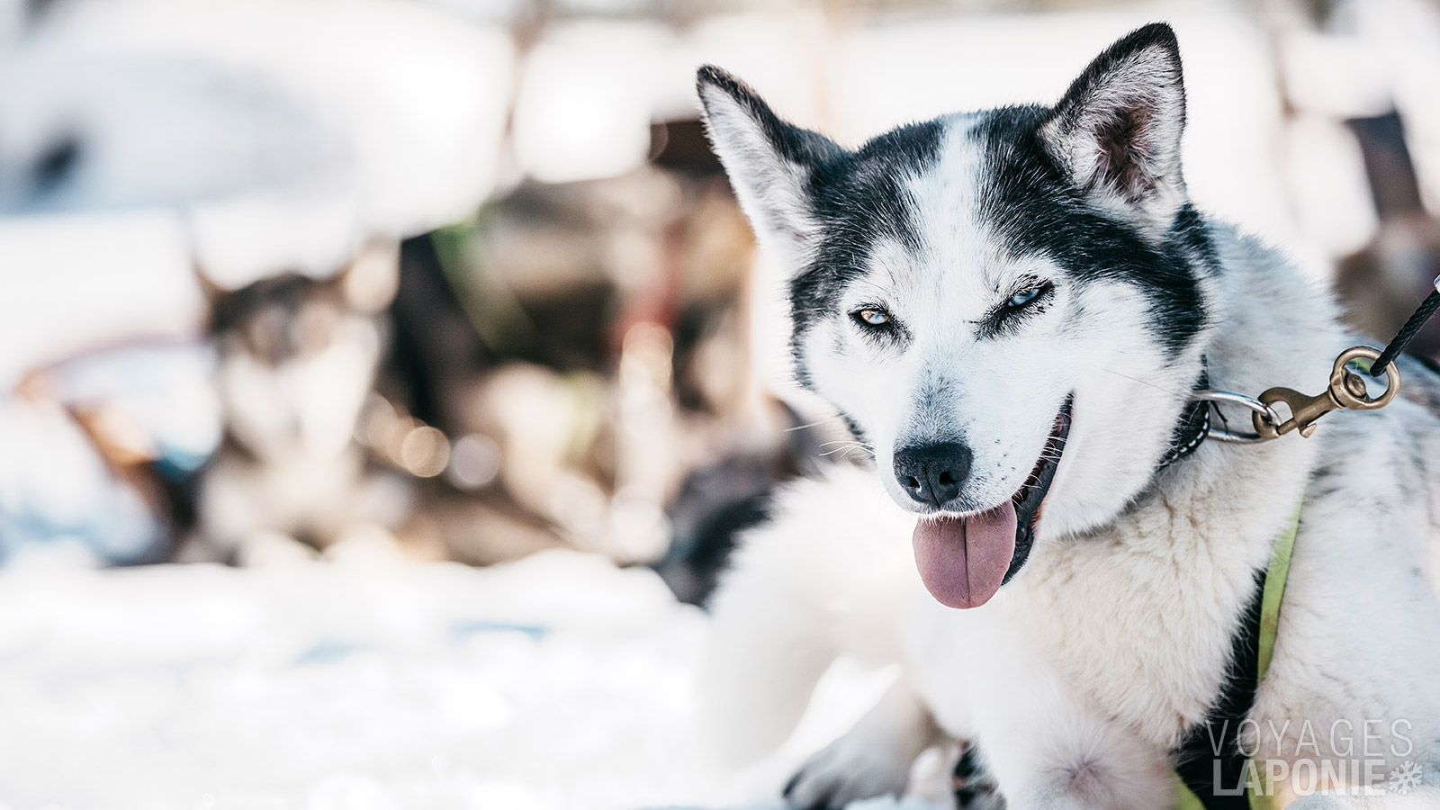 Les huskys sont connus pour être des animaux sociables et pleins d’énergie, qui aiment collaborer avec l’homme