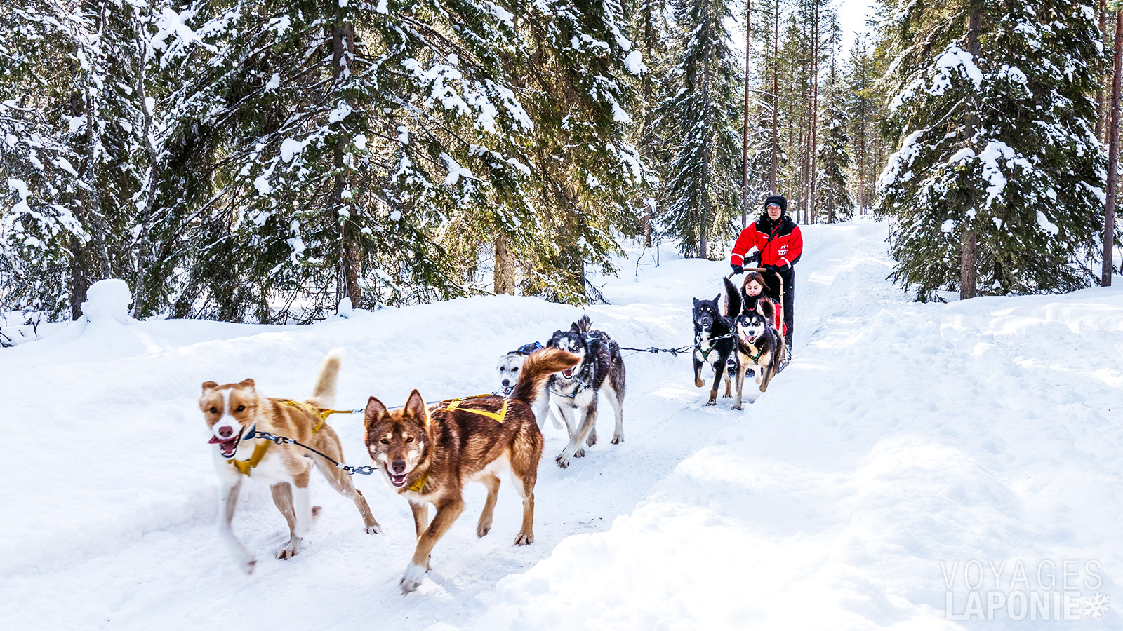 Les chiens vous emmènent pour une aventure en traîneau au cœur de la nature finlandaise