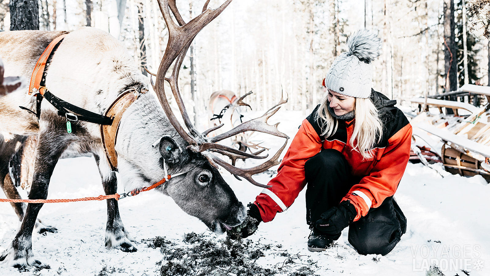 À la ferme de rennes, vous aurez l’occasion de nourrir les rennes