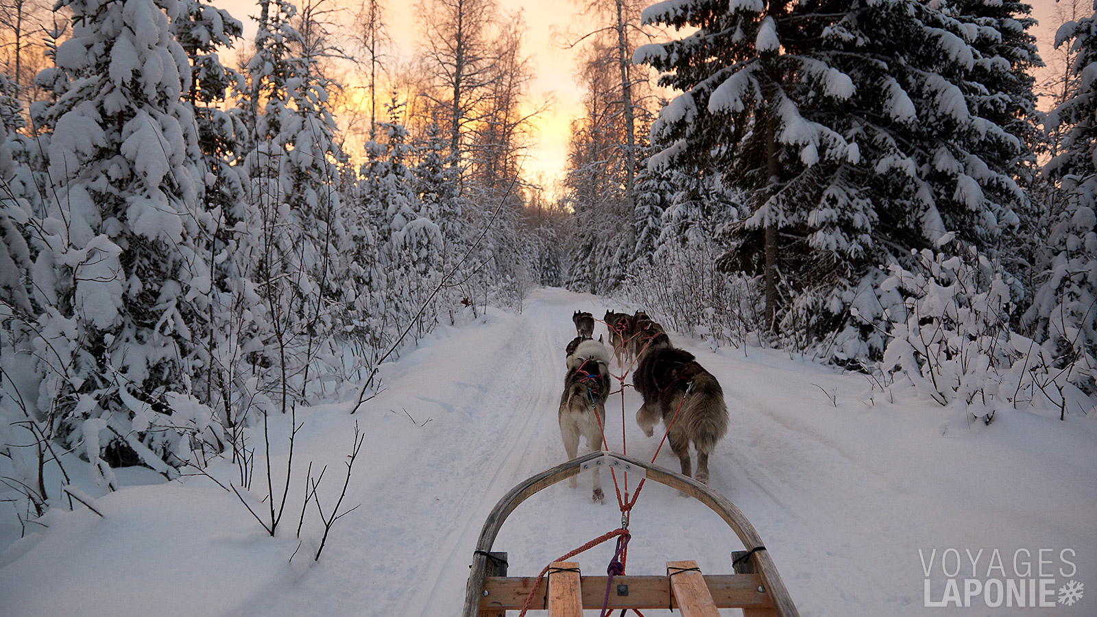 Profitez de la tranquillité, avec seulement le crissement de la neige sous votre traîneau