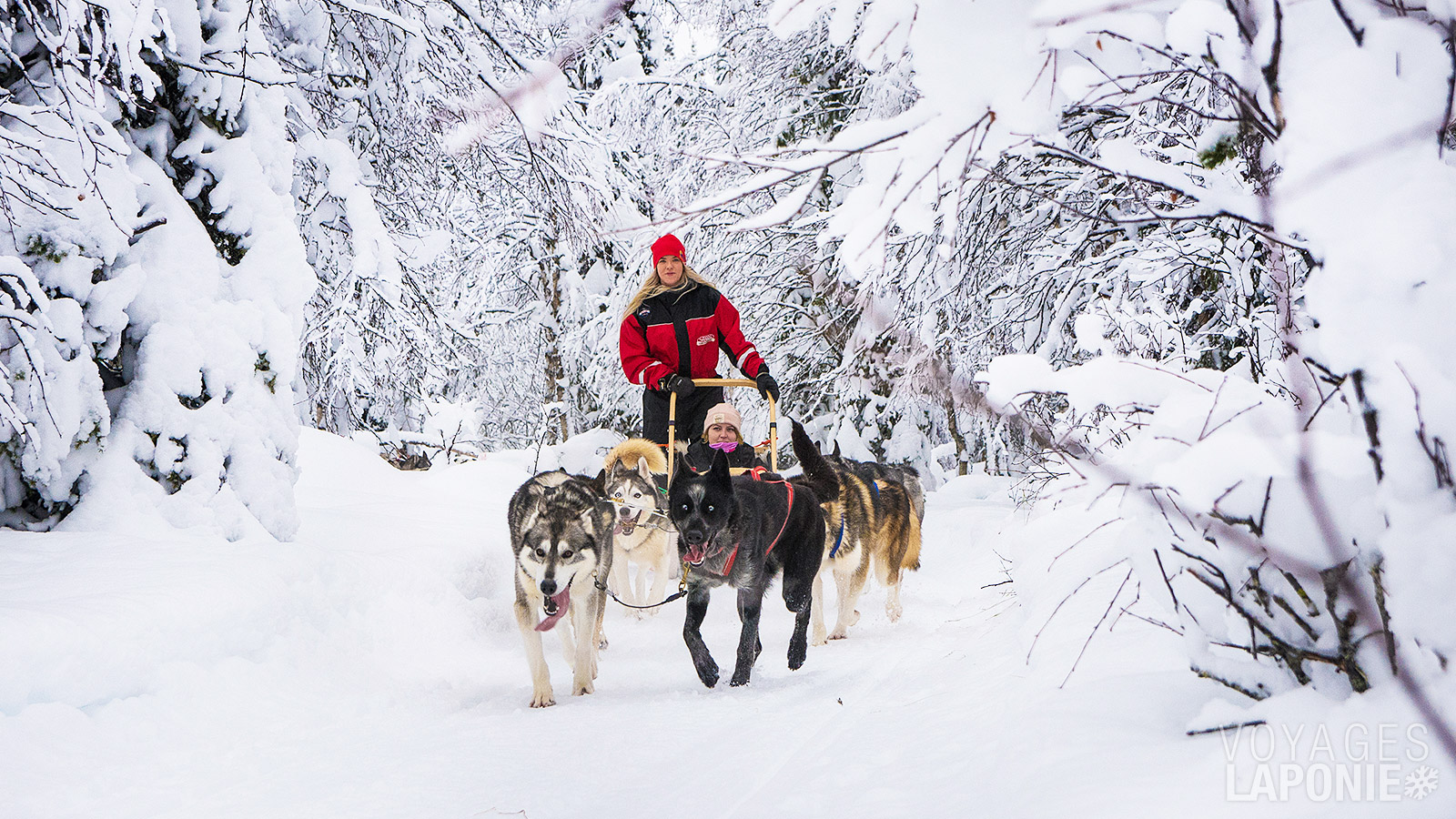 Une expérience en traîneau à huskys restera sans aucun doute l’un des moments les plus mémorables de votre aventure en Laponie