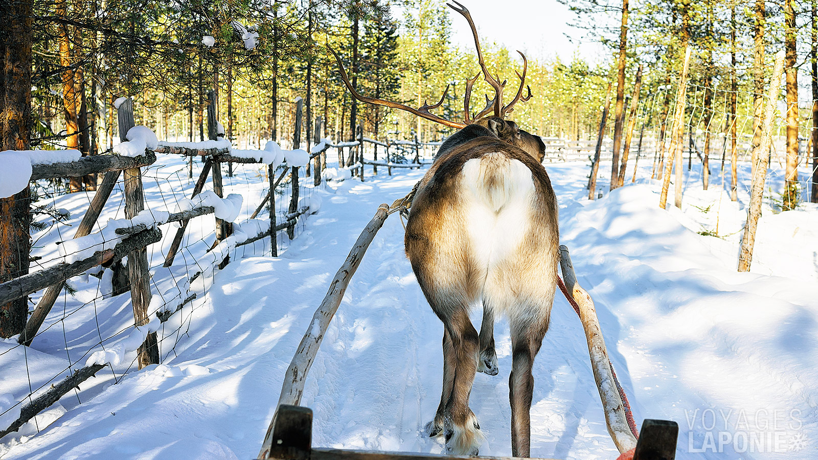 Une balade en traîneau à rennes ne doit absolument pas manquer à votre programme
