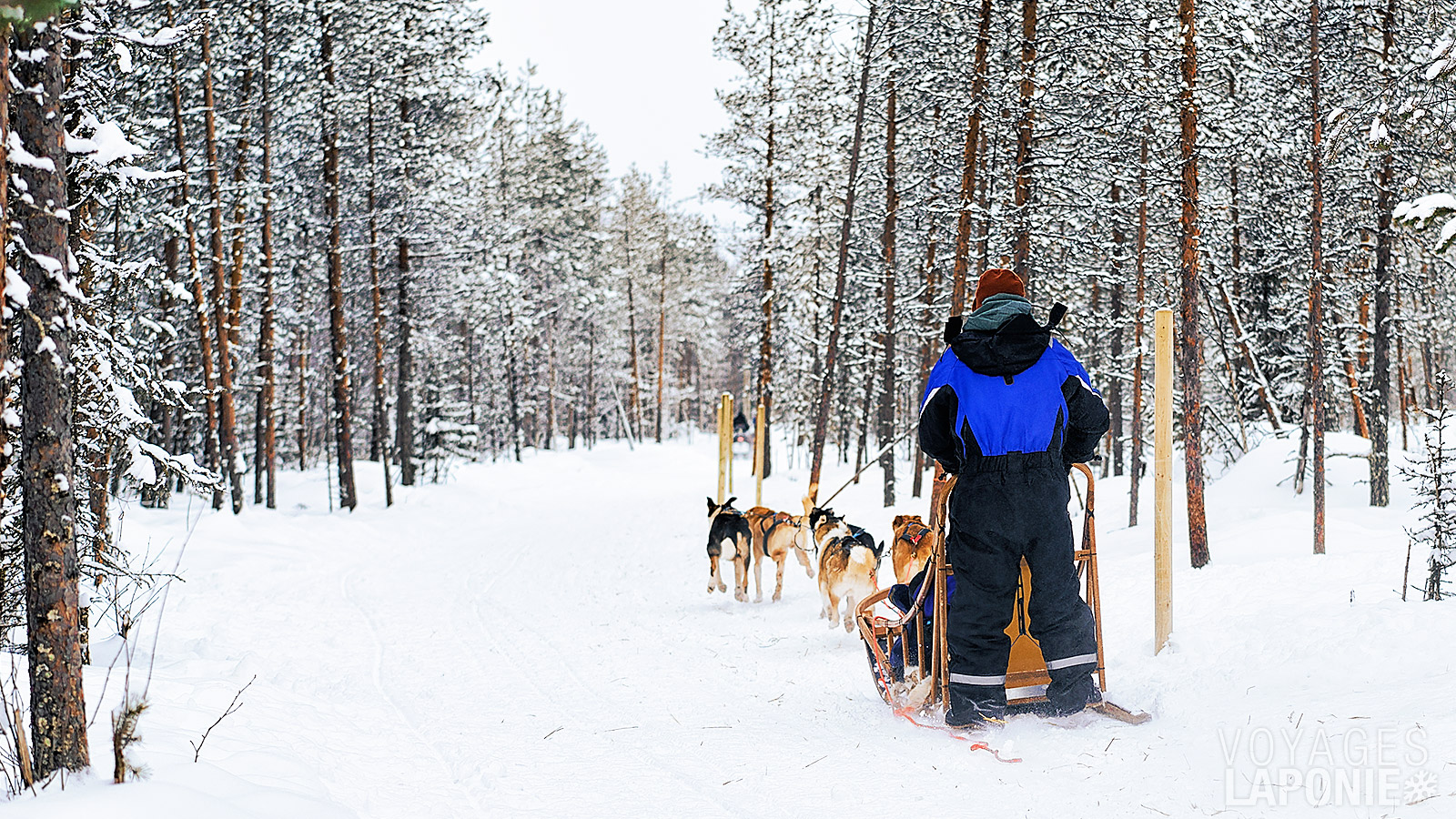 Partez avec les chiens pour un safari en husky de 25 km, plus long que d’habitude