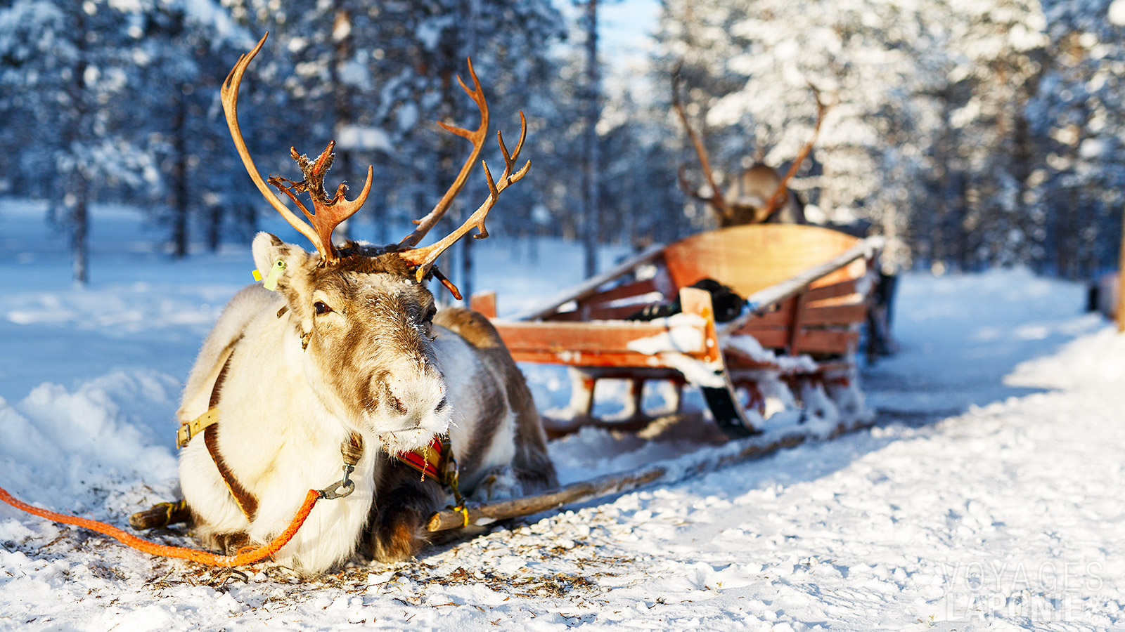Visite d’un éleveur Sámi et de ses rennes à la ferme