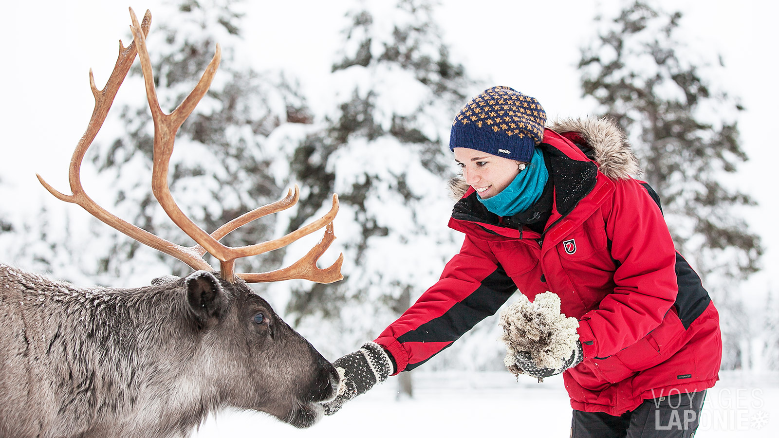 Lors de la visite d’une ferme de rennes, vous découvrirez ces animaux emblématiques ainsi que leur rôle important dans la culture traditionnelle sámi
