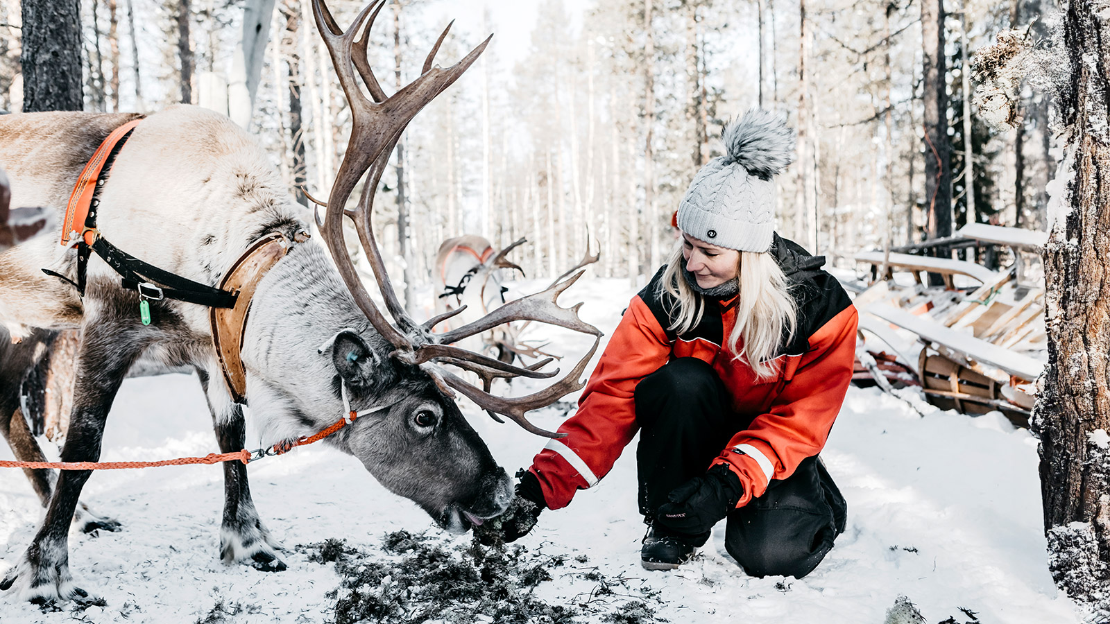 Lors de votre visite à une ferme de rennes locale, découvrez tout sur ces animaux typiques