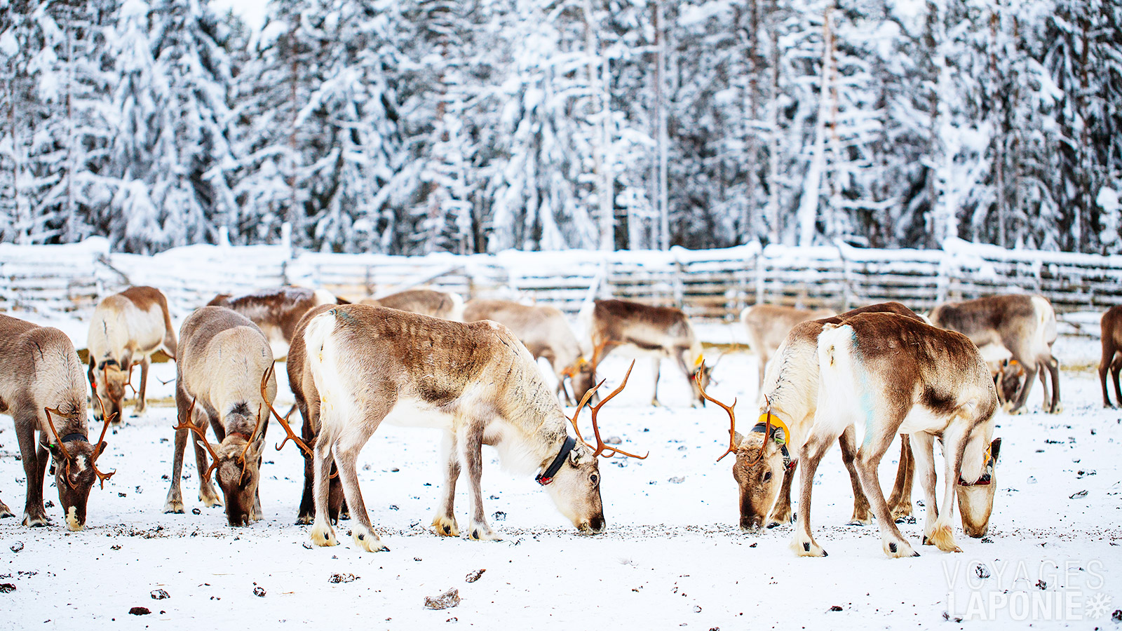 ous visiterez une ferme de rennes, où vous rencontrerez le gardien des rennes et découvrirez l’importance des rennes dans la région