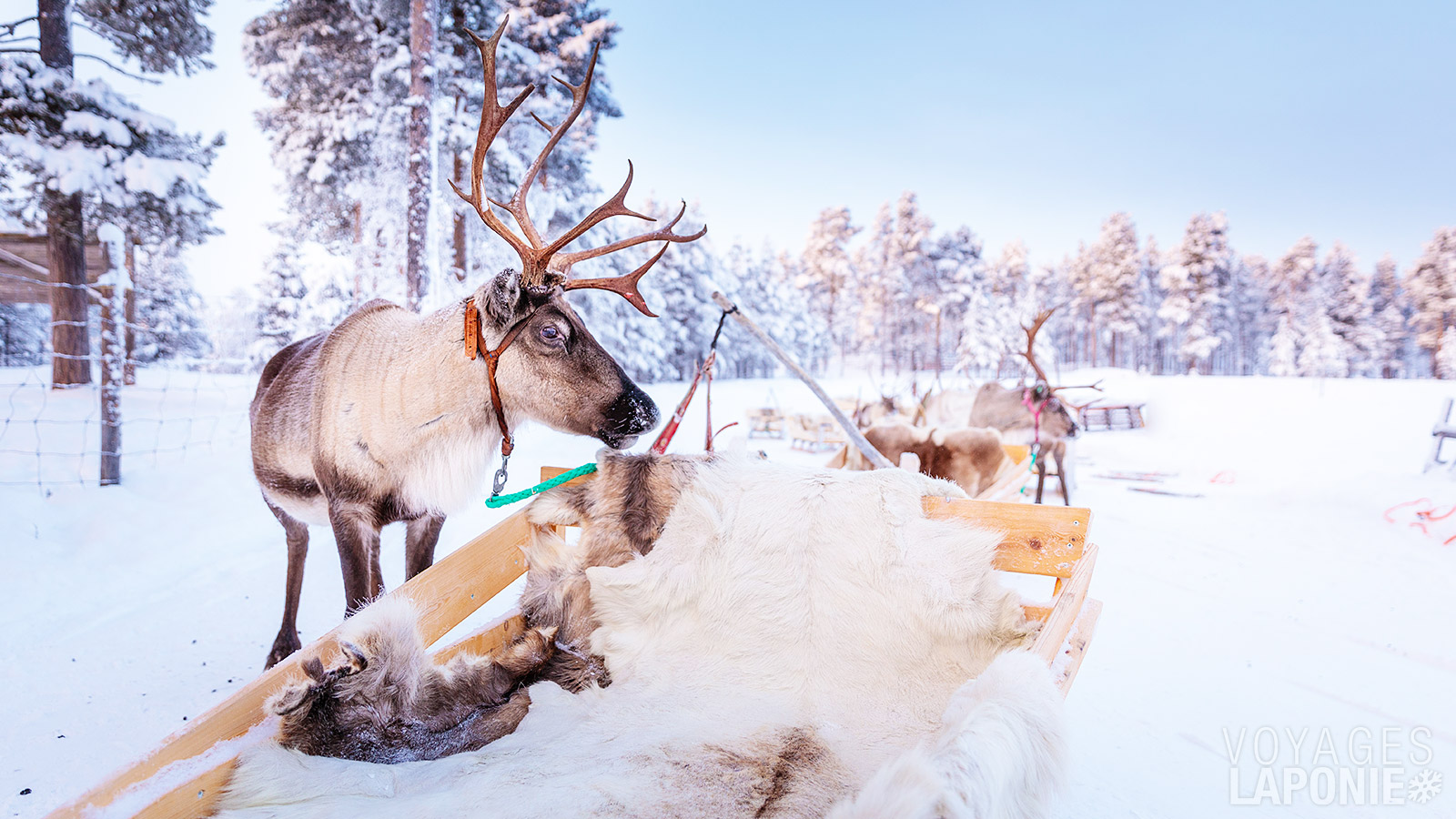 Bien sûr, une promenade en traîneau tiré par un renne est incontournable