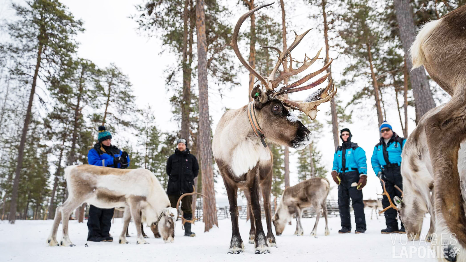 En Laponie finlandaise, il y a environ autant de rennes que d’habitants