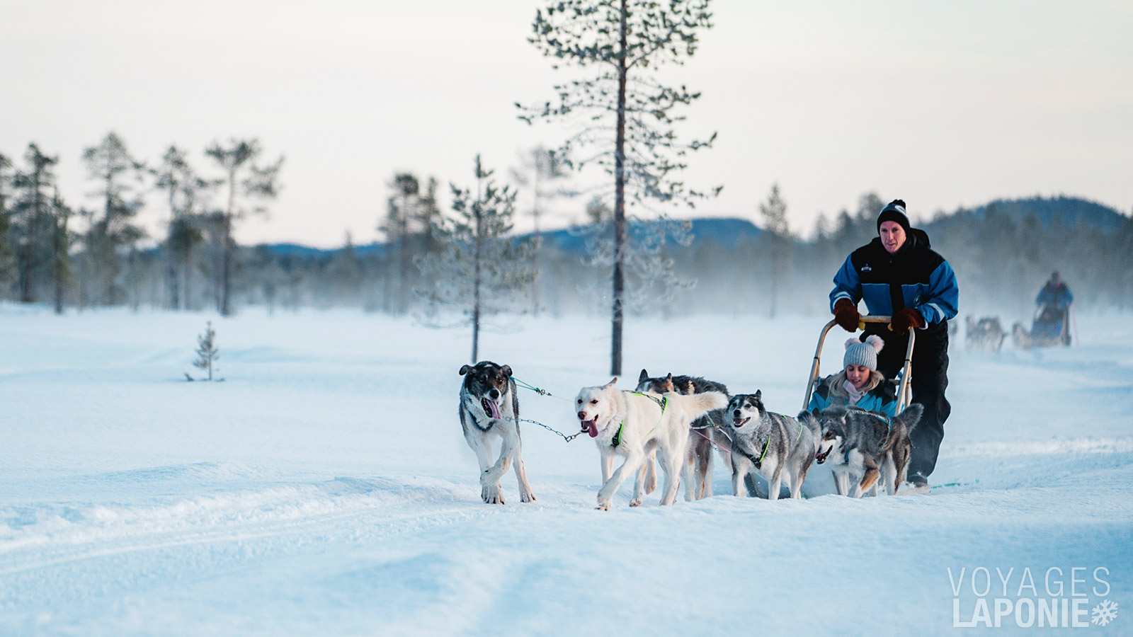 Un safari en chiens de traîneau offre une manière unique et inoubliable de découvrir la nature fascinante de la Laponie