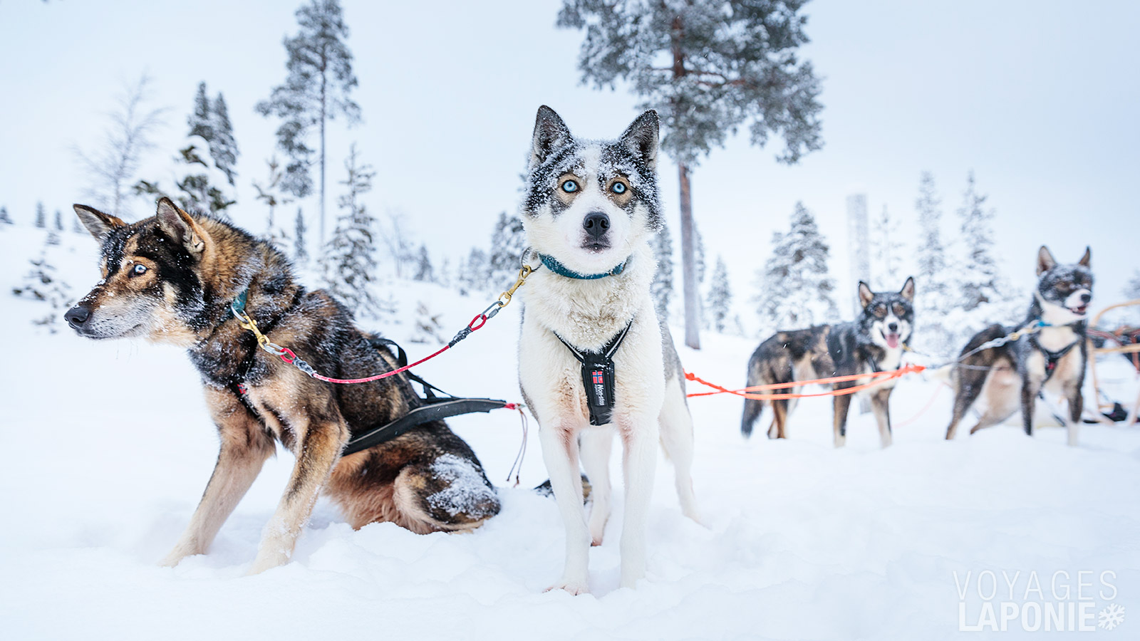 Une excursion en chiens de traîneau reste l’un des moments inoubliables du voyage