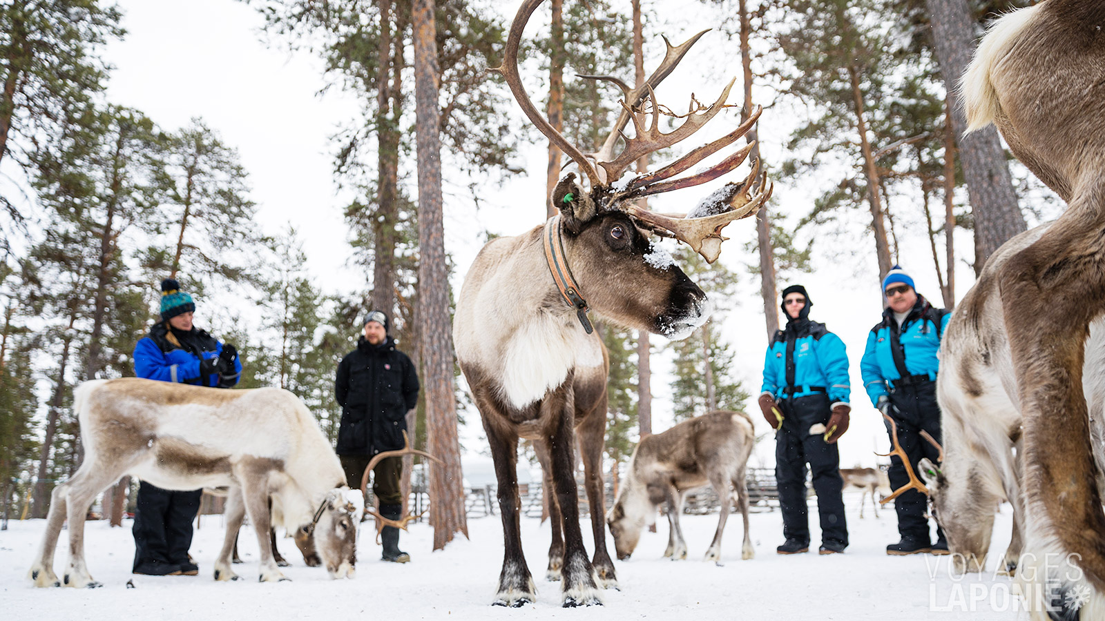 Faites la rencontre du renne, l’un des animaux emblématiques de la Laponie