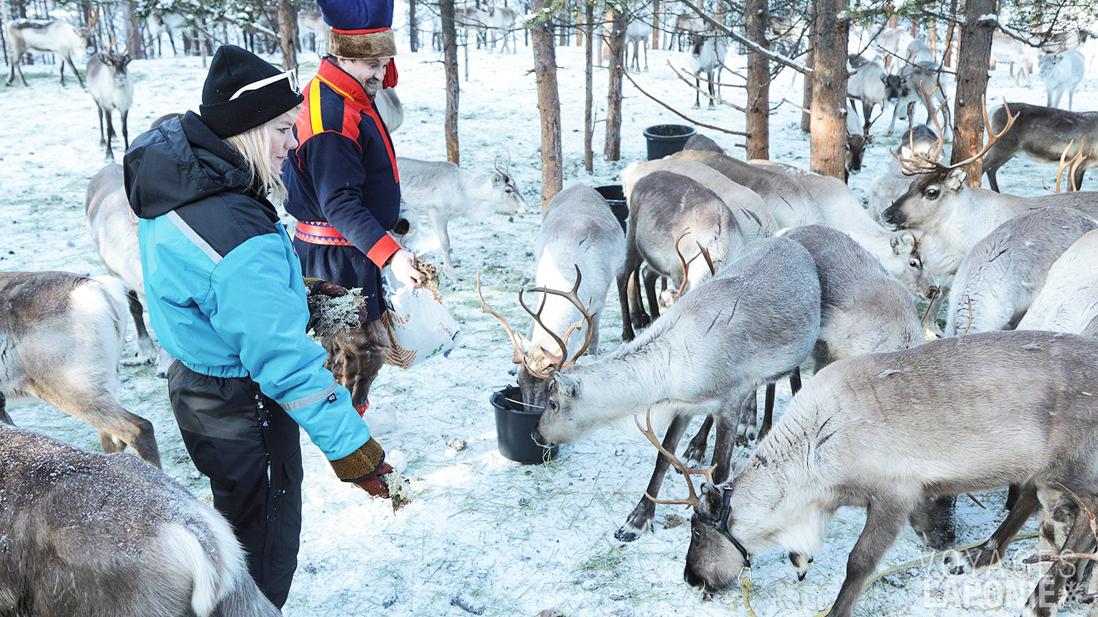 Le gardien de rennes vous plonge dans l’univers des rennes et de la fascinante culture sámi