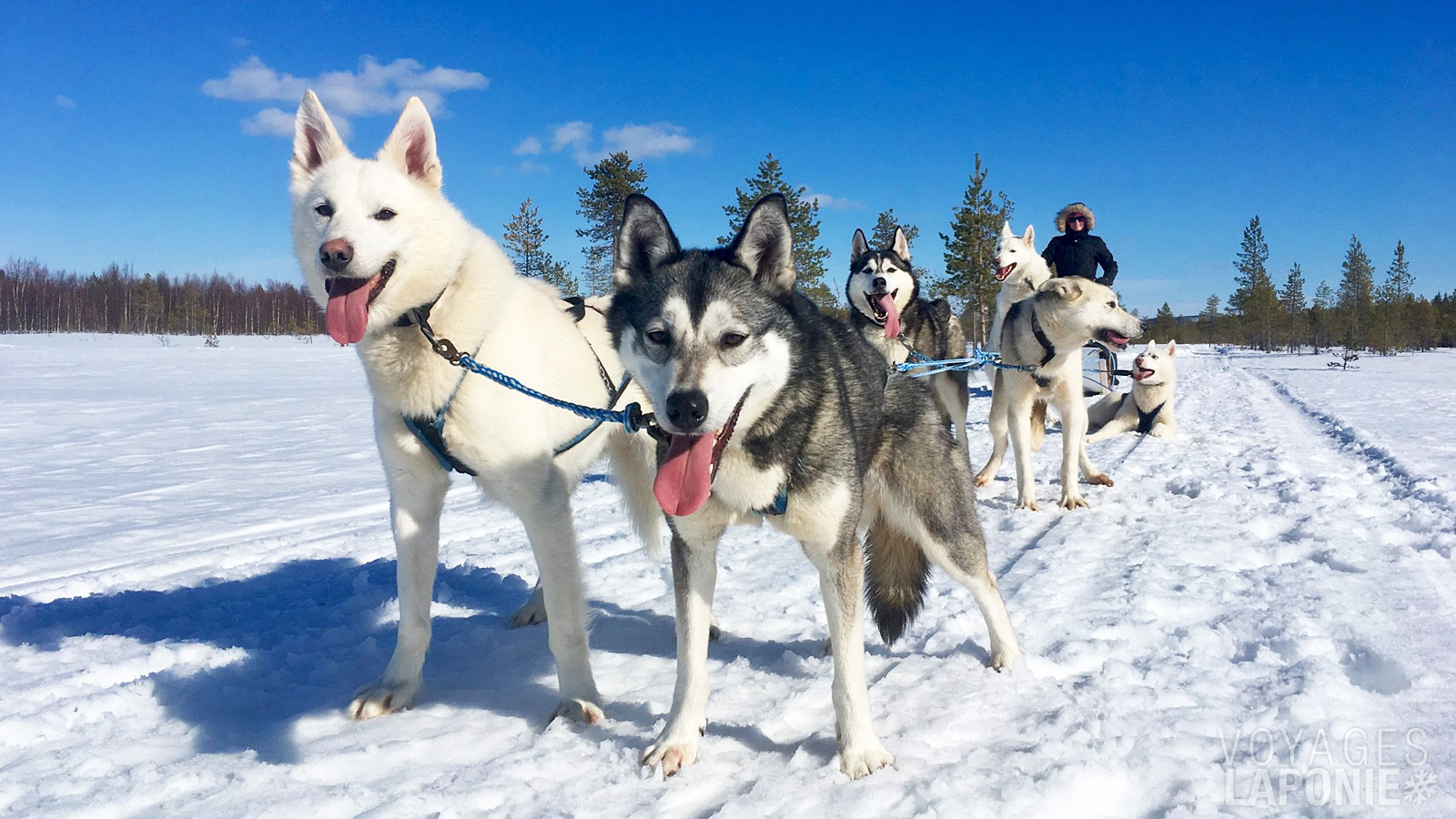 Une excursion en traîneau à huskies constitue pour beaucoup l’un des moments forts du voyage