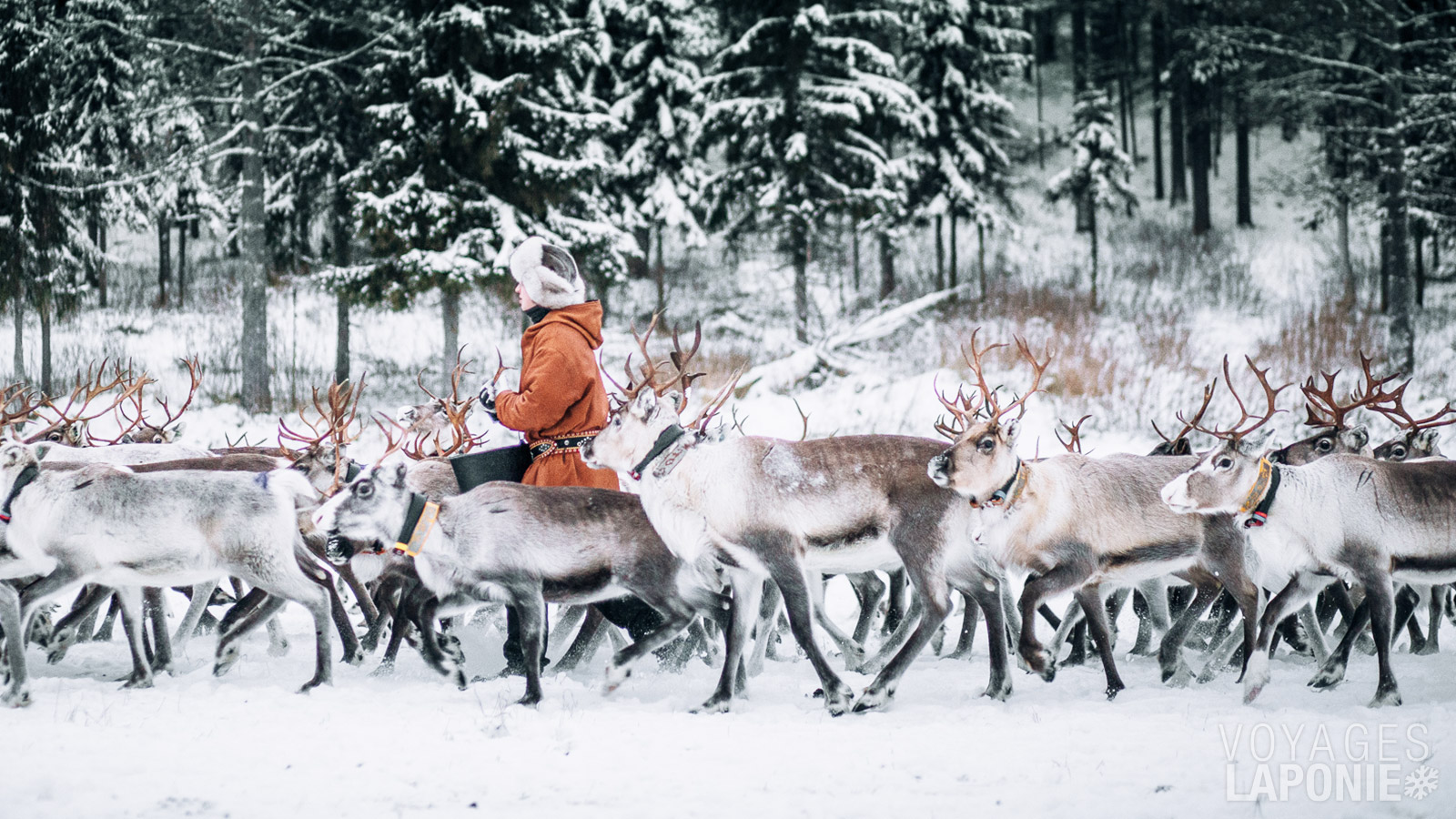 Lors d’une visite à une ferme de rennes, vous ferez la connaissance de ces animaux typiques