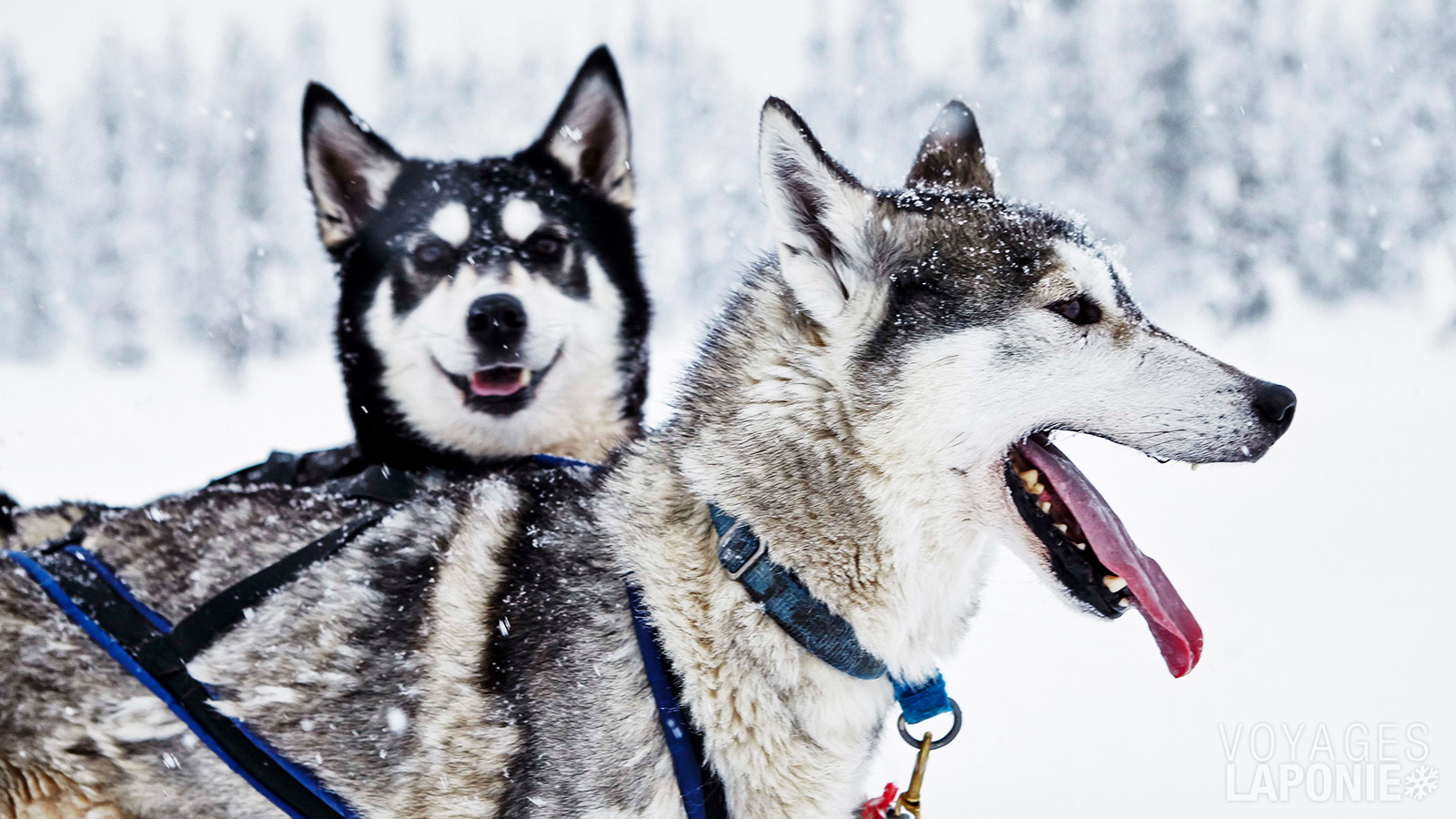 À votre arrivée à la ferme de huskys, les chiens trépignent déjà d’impatience à l’idée de partir explorer la nature