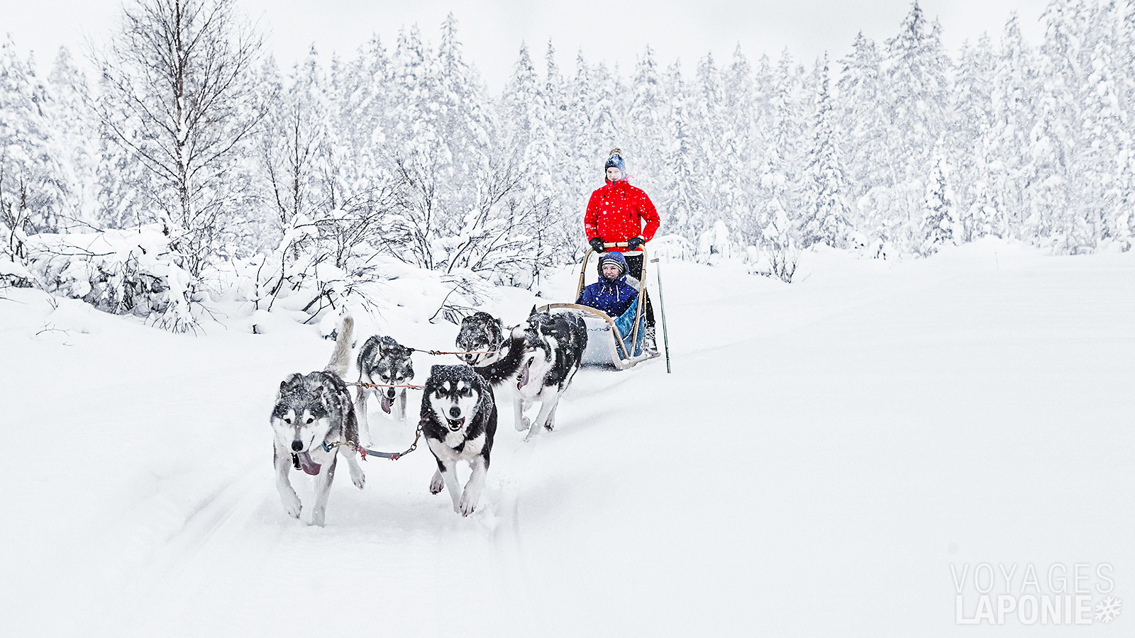 Lors d’une balade en traîneau à huskys, vous profitez du calme et de la sérénité de la nature finlandaise