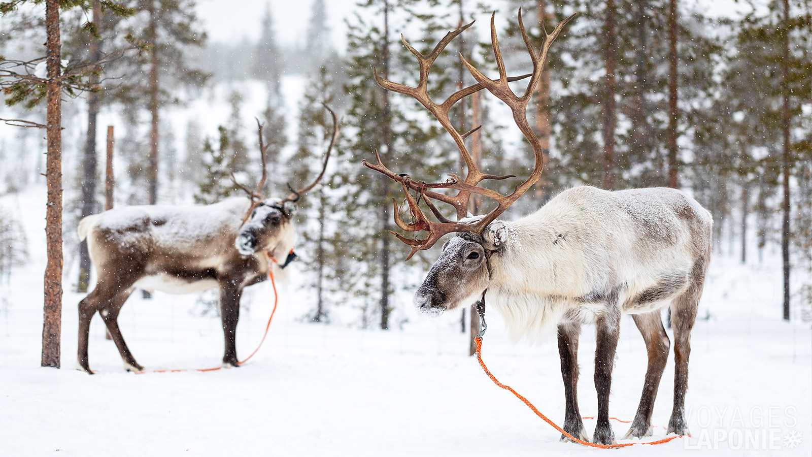 Après avoir nourri les animaux, une balade en traîneau à rennes est également un incontournable du programme