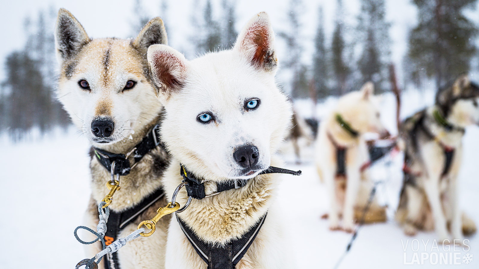 Un safari en traîneau à chiens est la manière idéale de découvrir le paysage féerique