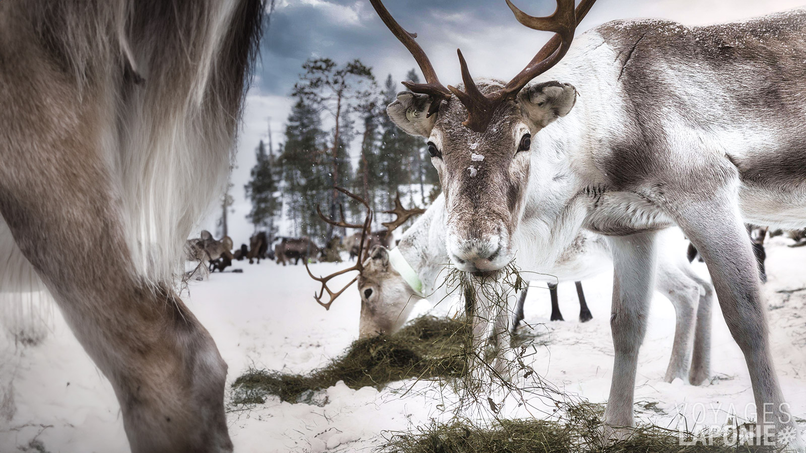 Rencontrez un renne en face à face lors de votre visite à la ferme de rennes