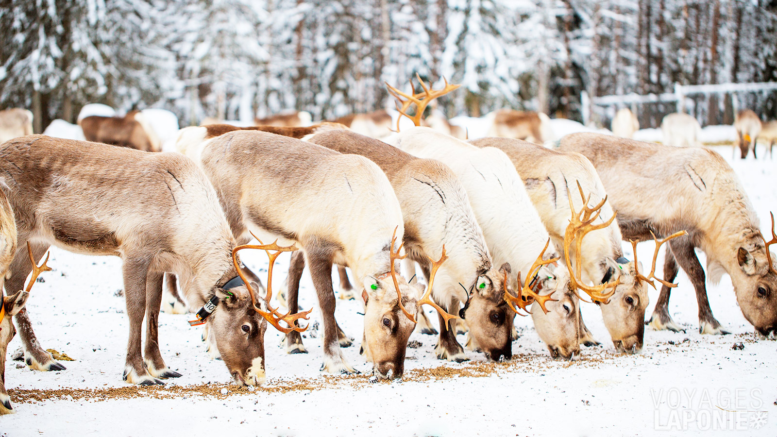 Lors de la visite de la ferme de rennes, vous pourrez admirer ces animaux de près