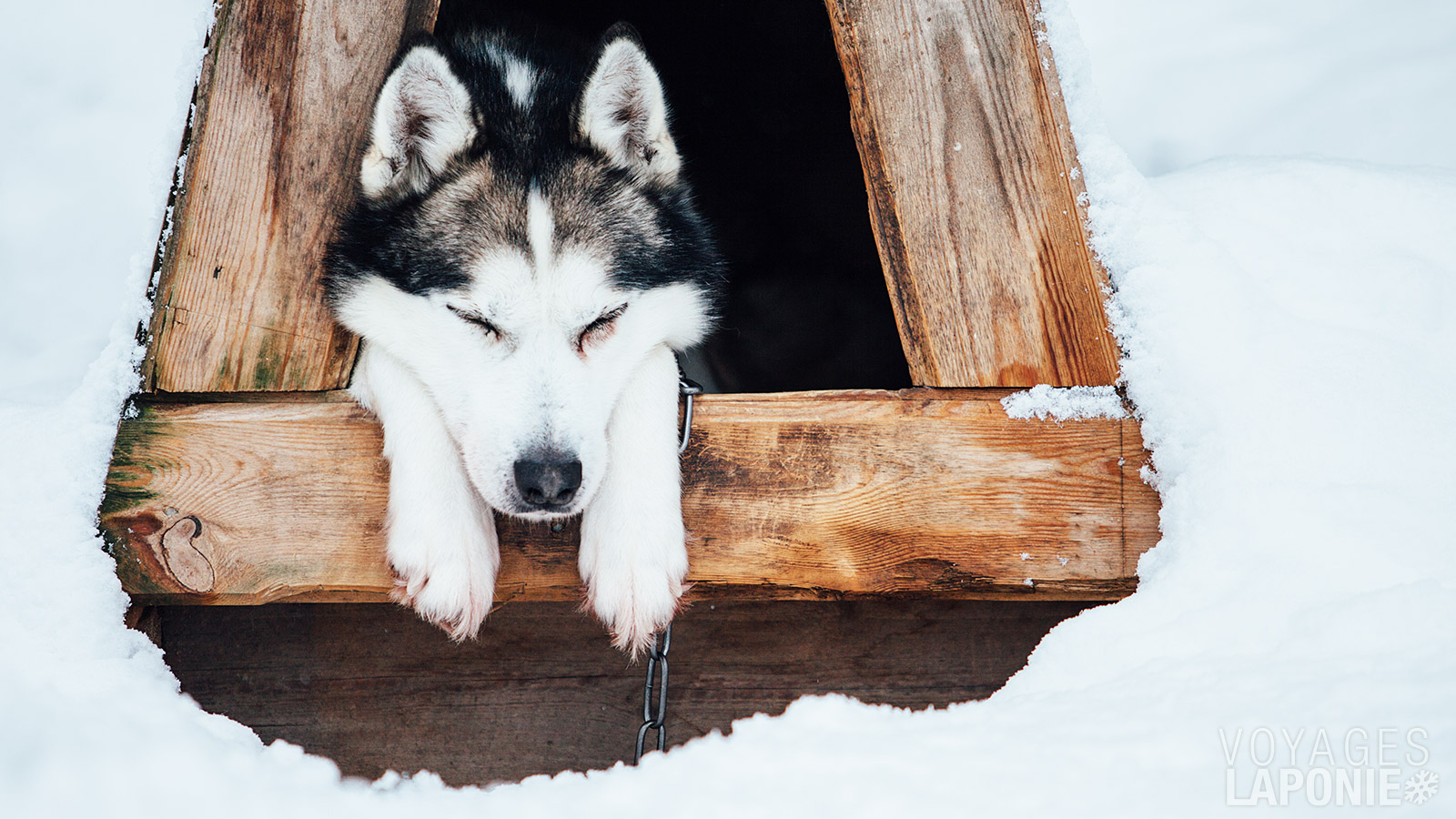 Les huskys sont des animaux doux, qui aiment collaborer avec l’être humain