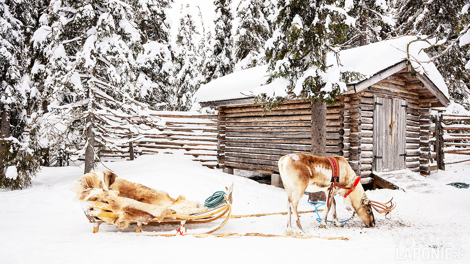 Une balade en traîneau à rennes est un incontournable du programme
